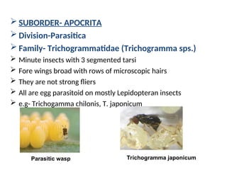 Insect Division ORDER:HYMENOPTERA IN ENTOMOLOGY SCIENCE. | PPT