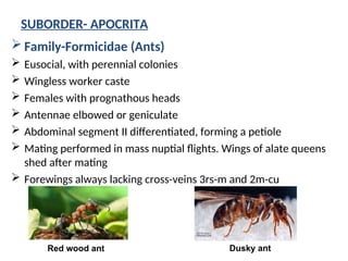 ORDER:HYMENOPTERA IN ENTOMOLOGY SCIENCE. | PPT