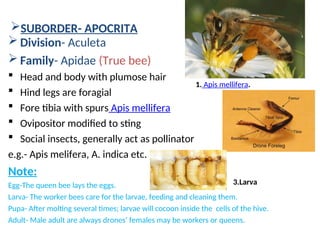 ORDER:HYMENOPTERA IN ENTOMOLOGY SCIENCE. | PPT