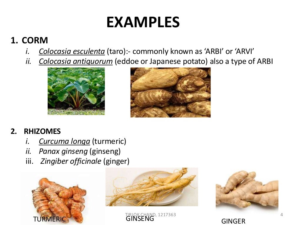 ROOT CROPS