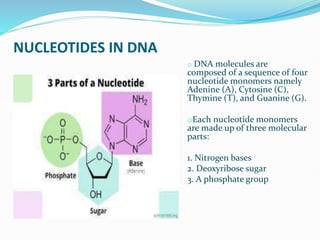 NUCLEOTIDES IN DNA
o DNA molecules are
composed of a sequence of four
nucleotide monomers namely
Adenine (A), Cytosine (C),
Thymine (T), and Guanine (G).
oEach nucleotide monomers
are made up of three molecular
parts:
1. Nitrogen bases
2. Deoxyribose sugar
3. A phosphate group
 