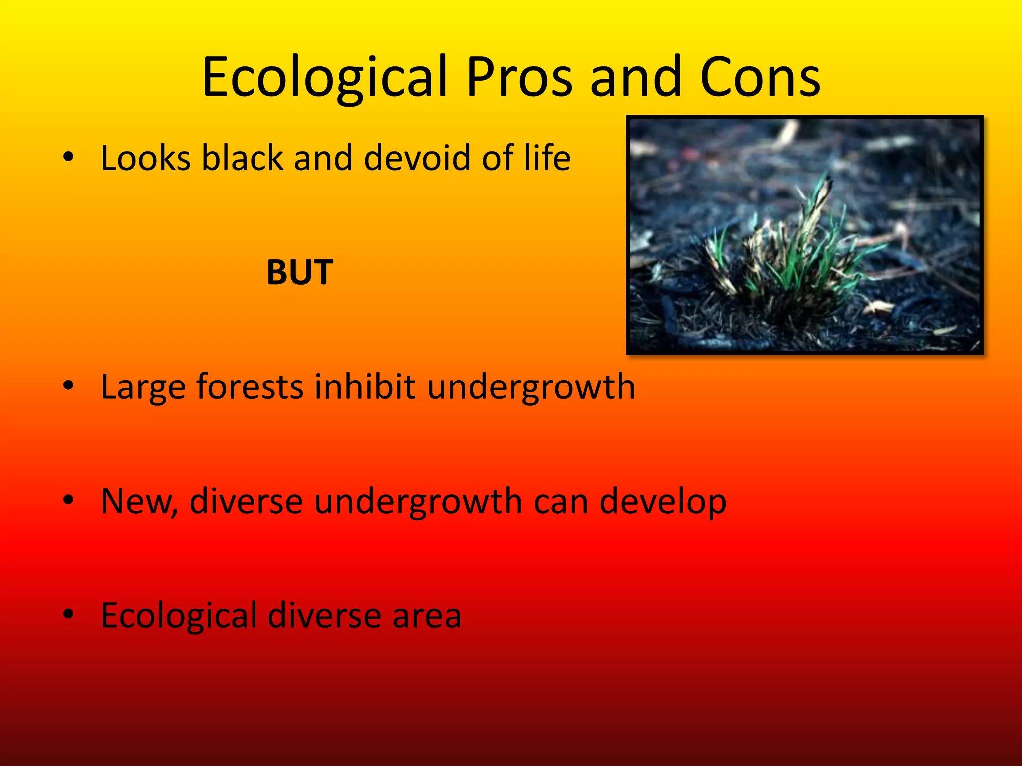 Ecological Pros and ConsLooks black and devoid of lifeBUTLarge forests inhibit undergrowthNew, diverse undergrowth can developEcological diverse area