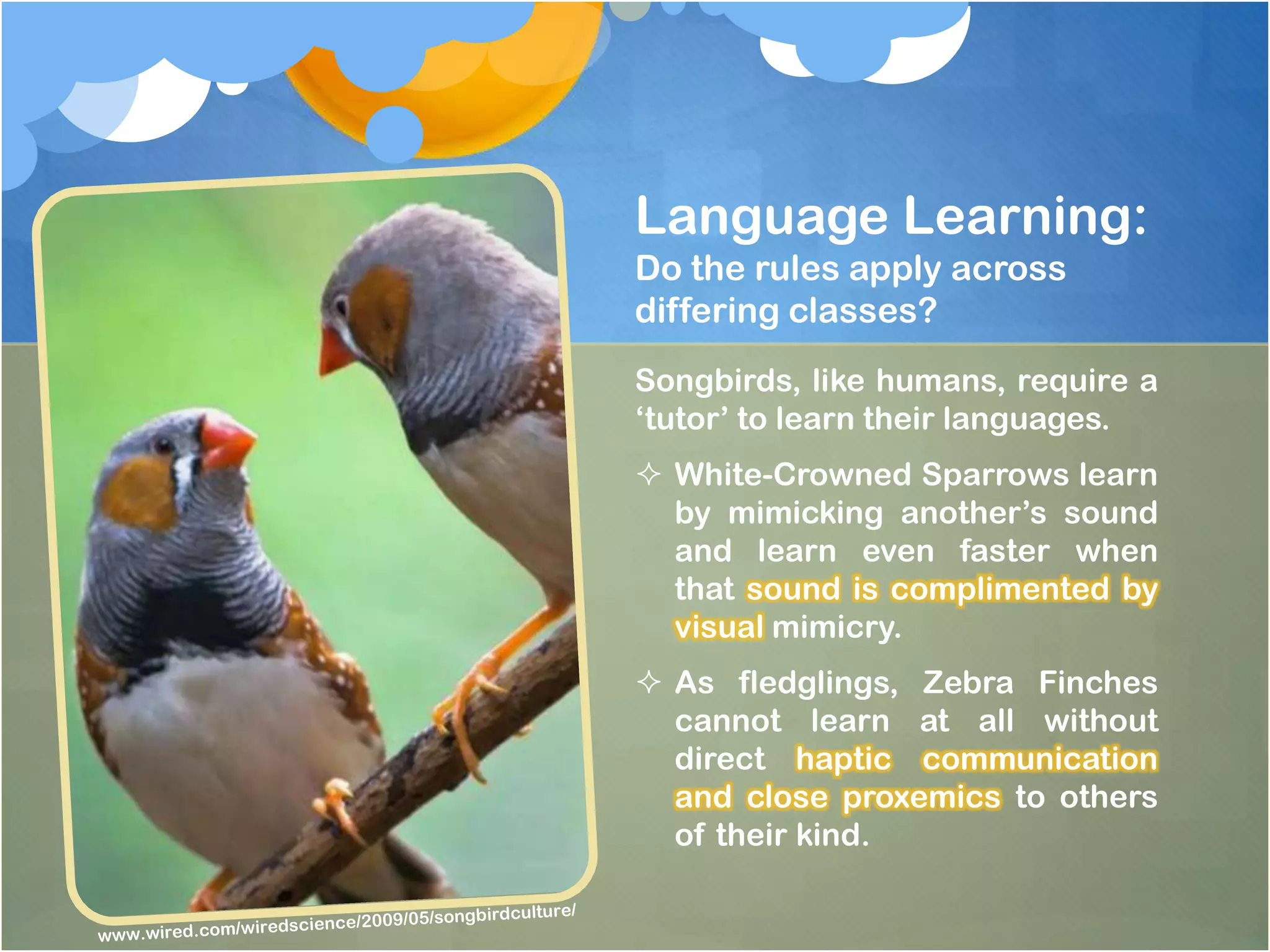 Language Learning:
Do the rules apply across
differing classes?
Songbirds, like humans, require a
‘tutor’ to learn their languages.
 White-Crowned Sparrows learn
  by mimicking another’s sound
  and learn even faster when
  that sound is complimented by
  visual mimicry.
 As fledglings, Zebra Finches
  cannot learn at all without
  direct haptic communication
  and close proxemics to others
  of their kind.
 