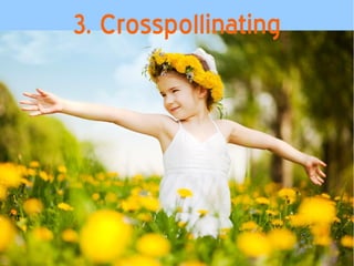 3. Crosspollinating 
 
