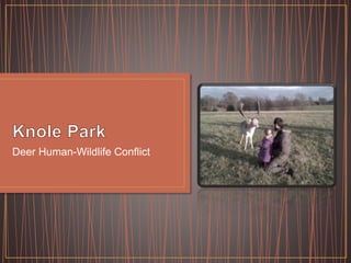 Deer Human-Wildlife Conflict
 