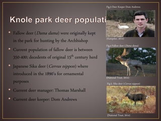 • Fallow deer (Dama dama) were originally kept
in the park for hunting by the Archbishop
• Current population of fallow deer is between
350-400; decedents of original 15th century herd
• Japanese Sika deer (Cervus nippon) where
introduced in the 1890’s for ornamental
purposes
• Current deer manager: Thomas Marshall
• Current deer keeper: Dom Andrews
Fig.5. Sika deer (Cervus nippon)
Fig.4 Fallow deer (Dama dama)
(National Trust, 2014)
(National Trust, 2014)
Fig.3 Deer Keeper Dom Andrews
(Kampster, 2014)
 