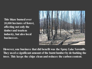 However, one business that did benefit was the Spray Lake Sawmills. They used a significant amount of the burnt lumber by de-barking the trees. This keeps the chips clean and reduces the carbon content.  This blaze burned over 20,000 hectares of forest, affecting not only the timber and tourism industry, but also local businesses.  