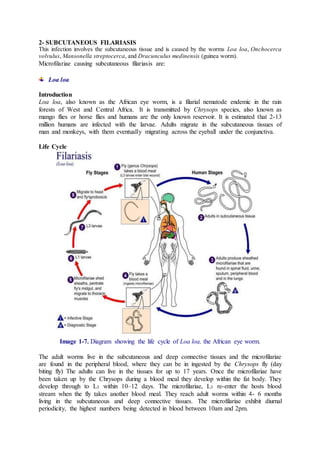 2- SUBCUTANEOUS FILARIASIS
This infection involves the subcutaneous tissue and is caused by the worms Loa loa, Onchocerca
volvulus, Mansonella streptocerca, and Dracunculus medinensis (guinea worm).
Microfilariae causing subcutaneous filariasis are:
Loa loa
Introduction
Loa loa, also known as the African eye worm, is a filarial nematode endemic in the rain
forests of West and Central Africa. It is transmitted by Chrysops species, also known as
mango flies or horse flies and humans are the only known reservoir. It is estimated that 2-13
million humans are infected with the larvae. Adults migrate in the subcutaneous tissues of
man and monkeys, with them eventually migrating across the eyeball under the conjunctiva.
Life Cycle
Image 1-7. Diagram showing the life cycle of Loa loa, the African eye worm.
The adult worms live in the subcutaneous and deep connective tissues and the microfilariae
are found in the peripheral blood, where they can be in ingested by the Chrysops fly (day
biting fly) The adults can live in the tissues for up to 17 years. Once the microfilariae have
been taken up by the Chrysops during a blood meal they develop within the fat body. They
develop through to L3 within 10–12 days. The microfilariae, L3 re-enter the hosts blood
stream when the fly takes another blood meal. They reach adult worms within 4- 6 months
living in the subcutaneous and deep connective tissues. The microfilariae exhibit diurnal
periodicity, the highest numbers being detected in blood between 10am and 2pm.