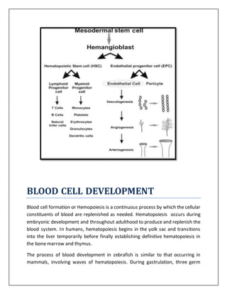 vasculogenesis and angiogenesis | PDF