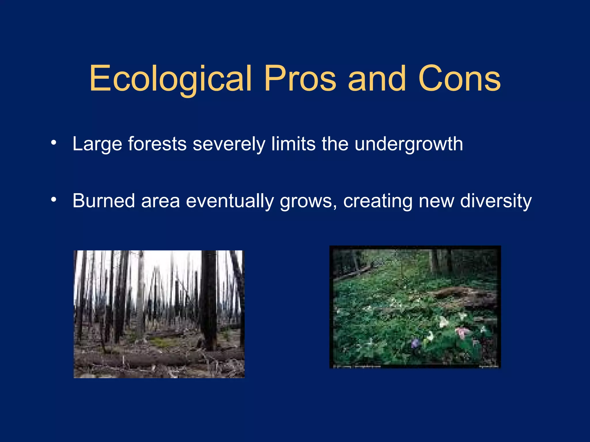 Ecological Pros and Cons Large forests severely limits the undergrowth Burned area eventually grows, creating new diversity