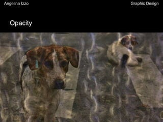 Opacity
Angelina Izzo Graphic Design
 