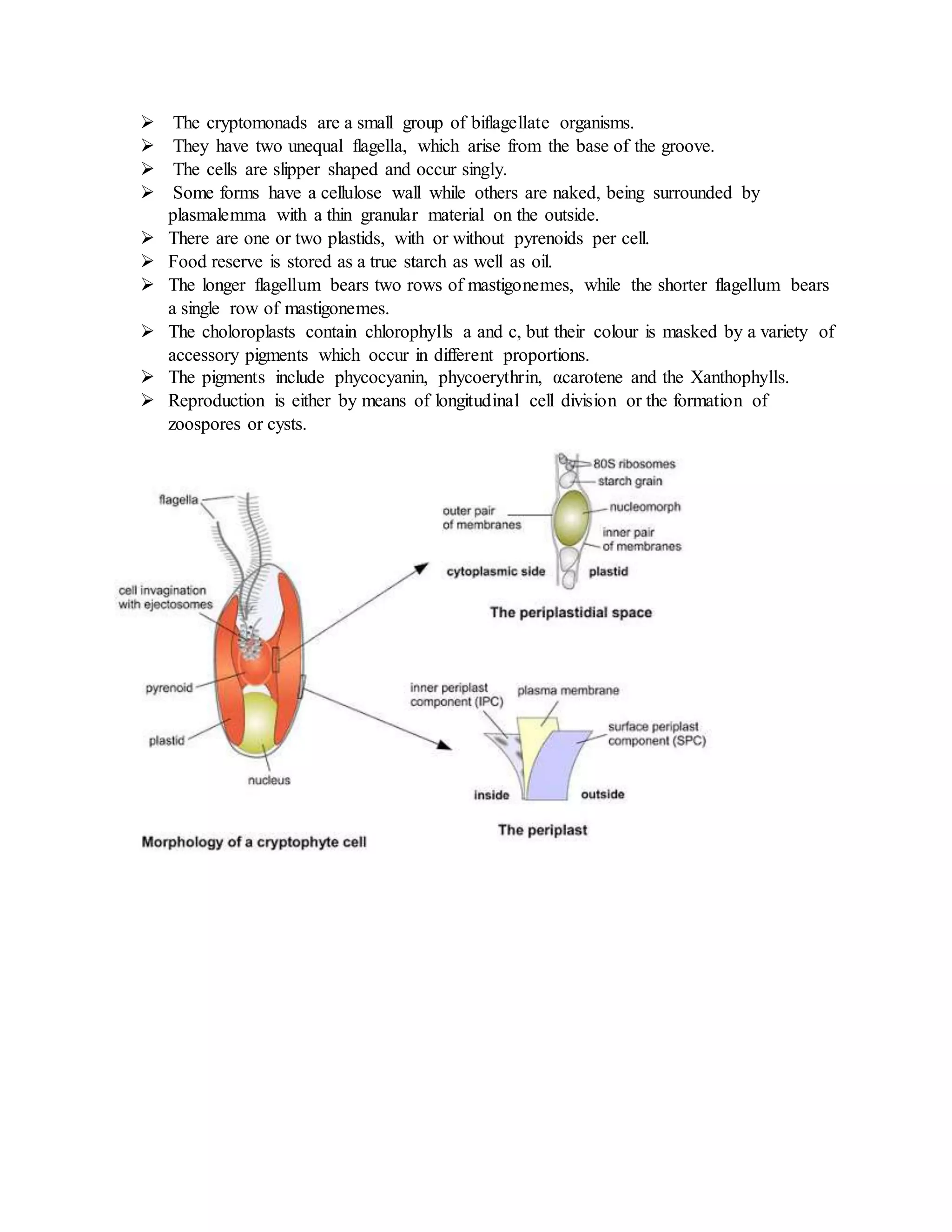  The cryptomonads are a small group of biflagellate organisms.
 They have two unequal flagella, which arise from the base of the groove.
 The cells are slipper shaped and occur singly.
 Some forms have a cellulose wall while others are naked, being surrounded by
plasmalemma with a thin granular material on the outside.
 There are one or two plastids, with or without pyrenoids per cell.
 Food reserve is stored as a true starch as well as oil.
 The longer flagellum bears two rows of mastigonemes, while the shorter flagellum bears
a single row of mastigonemes.
 The choloroplasts contain chlorophylls a and c, but their colour is masked by a variety of
accessory pigments which occur in different proportions.
 The pigments include phycocyanin, phycoerythrin, αcarotene and the Xanthophylls.
 Reproduction is either by means of longitudinal cell division or the formation of
zoospores or cysts.
 