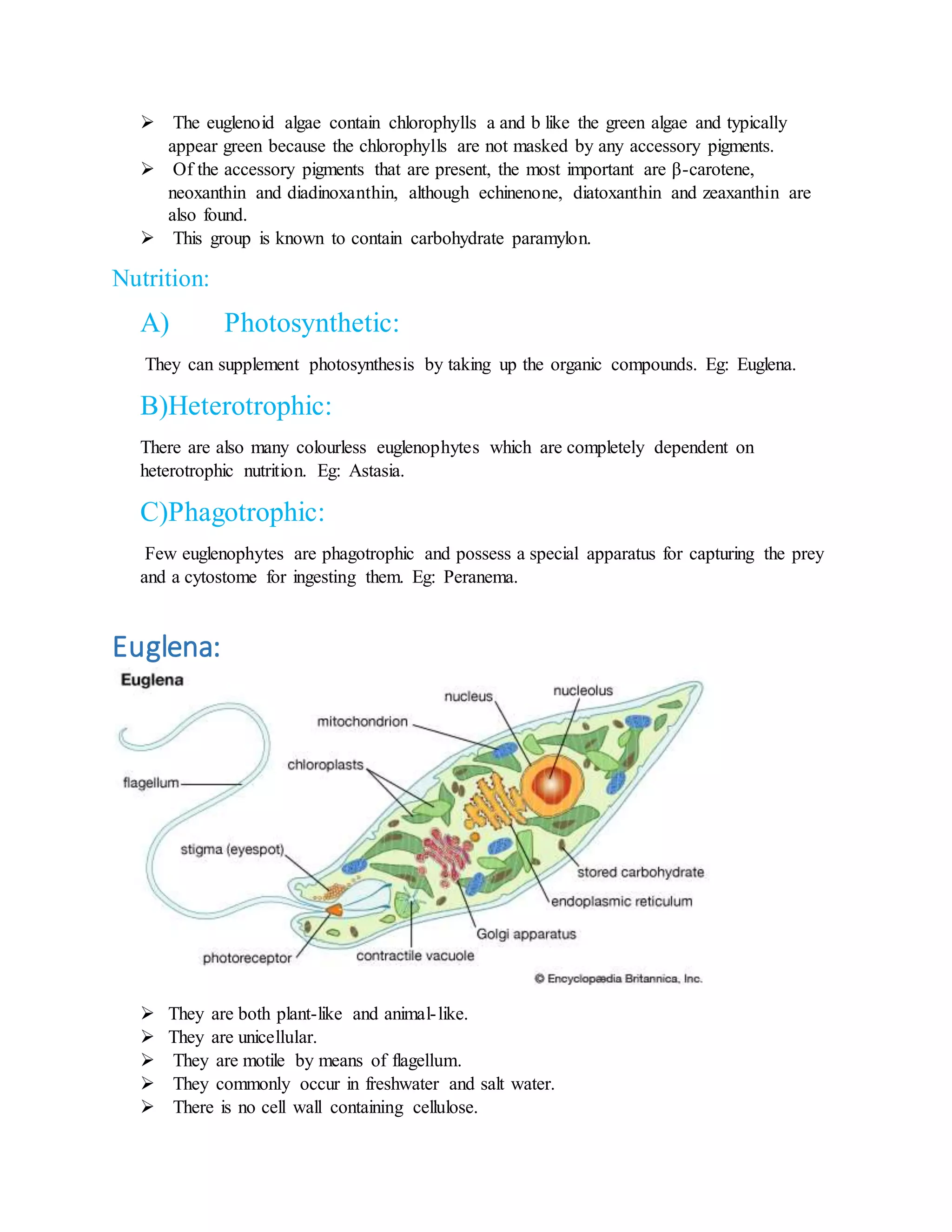  The euglenoid algae contain chlorophylls a and b like the green algae and typically
appear green because the chlorophylls are not masked by any accessory pigments.
 Of the accessory pigments that are present, the most important are β-carotene,
neoxanthin and diadinoxanthin, although echinenone, diatoxanthin and zeaxanthin are
also found.
 This group is known to contain carbohydrate paramylon.
Nutrition:
A) Photosynthetic:
They can supplement photosynthesis by taking up the organic compounds. Eg: Euglena.
B)Heterotrophic:
There are also many colourless euglenophytes which are completely dependent on
heterotrophic nutrition. Eg: Astasia.
C)Phagotrophic:
Few euglenophytes are phagotrophic and possess a special apparatus for capturing the prey
and a cytostome for ingesting them. Eg: Peranema.
Euglena:
 They are both plant-like and animal-like.
 They are unicellular.
 They are motile by means of flagellum.
 They commonly occur in freshwater and salt water.
 There is no cell wall containing cellulose.
 