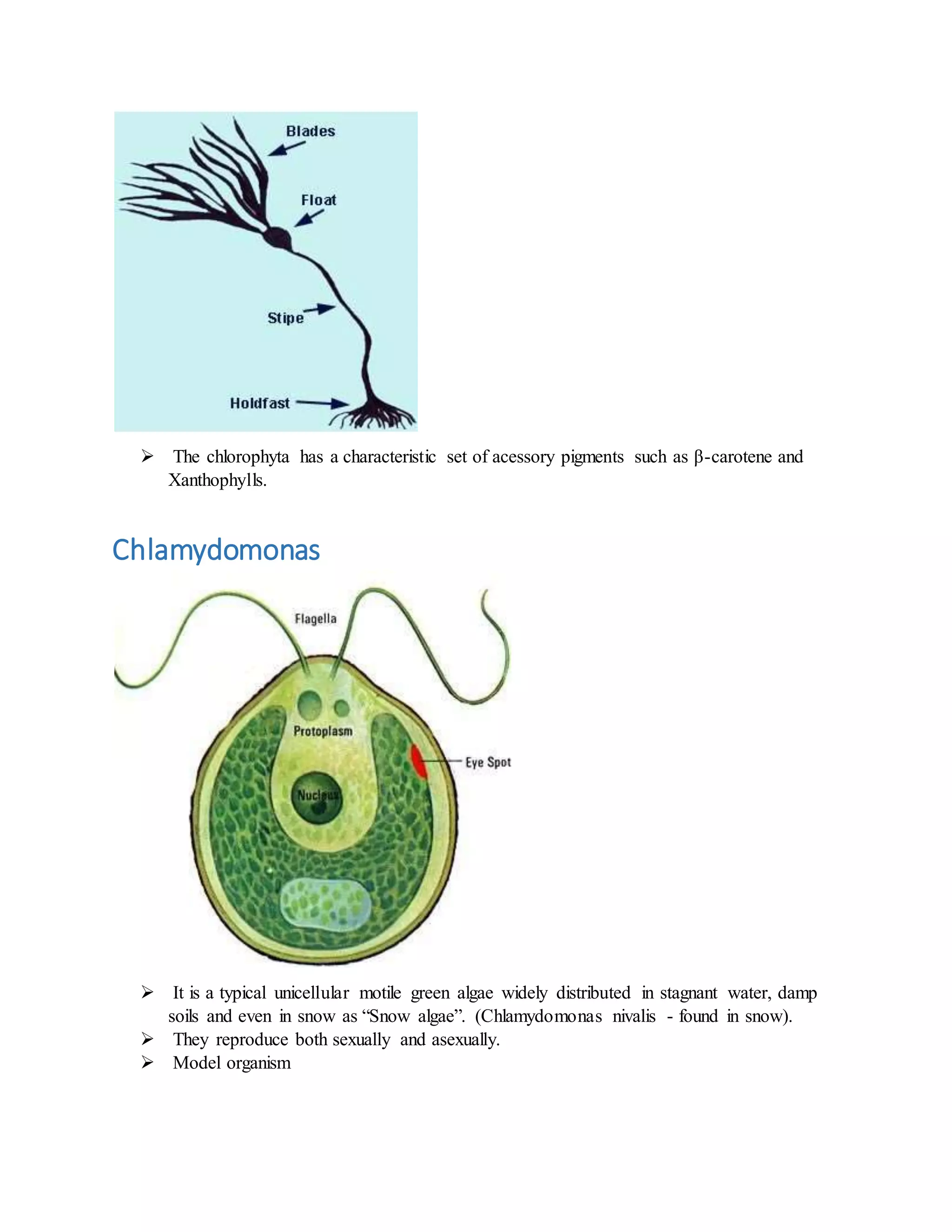 The chlorophyta has a characteristic set of acessory pigments such as β-carotene and
Xanthophylls.
Chlamydomonas
 It is a typical unicellular motile green algae widely distributed in stagnant water, damp
soils and even in snow as “Snow algae”. (Chlamydomonas nivalis - found in snow).
 They reproduce both sexually and asexually.
 Model organism
 