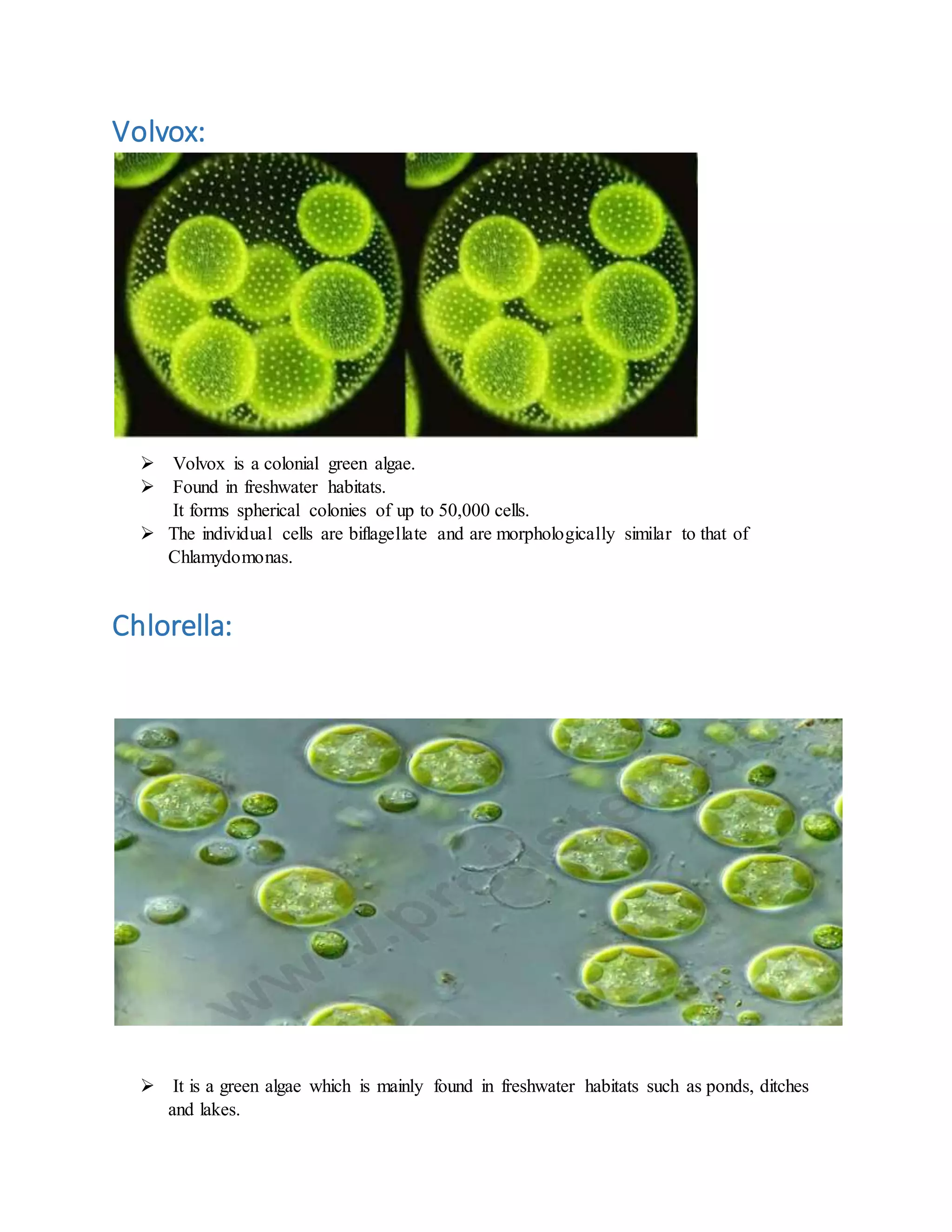 Volvox:
 Volvox is a colonial green algae.
 Found in freshwater habitats.
It forms spherical colonies of up to 50,000 cells.
 The individual cells are biflagellate and are morphologically similar to that of
Chlamydomonas.
Chlorella:
 It is a green algae which is mainly found in freshwater habitats such as ponds, ditches
and lakes.
 