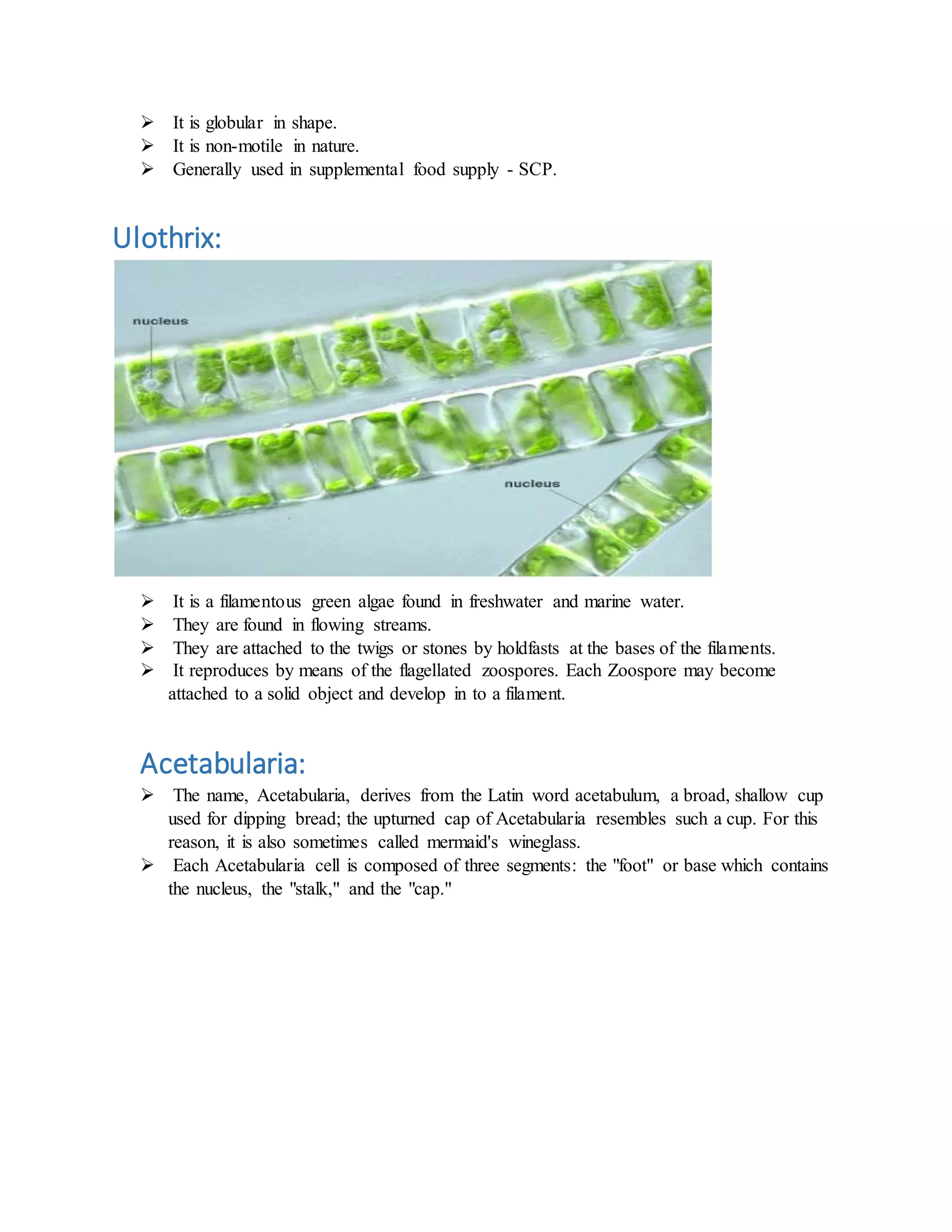  It is globular in shape.
 It is non-motile in nature.
 Generally used in supplemental food supply - SCP.
Ulothrix:
 It is a filamentous green algae found in freshwater and marine water.
 They are found in flowing streams.
 They are attached to the twigs or stones by holdfasts at the bases of the filaments.
 It reproduces by means of the flagellated zoospores. Each Zoospore may become
attached to a solid object and develop in to a filament.
Acetabularia:
 The name, Acetabularia, derives from the Latin word acetabulum, a broad, shallow cup
used for dipping bread; the upturned cap of Acetabularia resembles such a cup. For this
reason, it is also sometimes called mermaid's wineglass.
 Each Acetabularia cell is composed of three segments: the "foot" or base which contains
the nucleus, the "stalk," and the "cap."
 