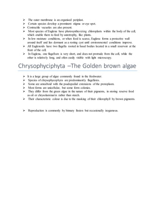  The outer membrane is an organised periplast.
 Certain species develop a prominent stigma or eye spot.
 Contractile vacuoles are also present.
 Most species of Euglena have photosynthesizing chloroplasts within the body of the cell,
which enable them to feed by autotrophy, like plants.
 In low moisture conditions, or when food is scarce, Euglena forms a protective wall
around itself and lies dormant as a resting cyst until environmental conditions improve.
 All Euglenoids have two flagella rooted in basal bodies located in a small reservoir at the
front of the cell.
 In Euglena, one flagellum is very short, and does not protrude from the cell, while the
other is relatively long, and often easily visible with light microscopy.
Chrysophyciphyta –The Golden brown algae
 It is a large group of algae commonly found in the freshwater.
 Species of chrysophycophyta are predominantly flagellates.
 Some are amoeboid with the psudopodial extensions of the protoplasm.
 Most forms are unicellular, but some form colonies.
 They differ from the green algae in the nature of their pigments, in storing reserve food
as oil or chrysolaminarin rather than starch.
 Their characteristic colour is due to the masking of their chlorophyll by brown pigments.
 Reproduction is commonly by binnary fission but occasionally isogamous.
 