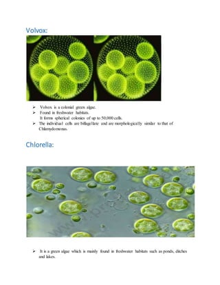 Volvox:
 Volvox is a colonial green algae.
 Found in freshwater habitats.
It forms spherical colonies of up to 50,000 cells.
 The individual cells are biflagellate and are morphologically similar to that of
Chlamydomonas.
Chlorella:
 It is a green algae which is mainly found in freshwater habitats such as ponds, ditches
and lakes.
 