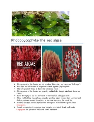 Rhodopycophyta-The red algae
 The members of this division are red in colour. Hence they are known as “Red Algae”.
 Red ...
