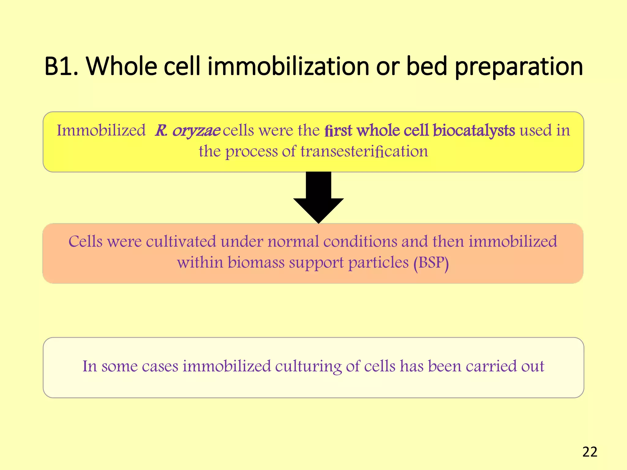 B1. Whole cell immobilization or bed preparation
Immobilized R. oryzae cells were the ﬁrst whole cell biocatalysts used in
the process of transesteriﬁcation
Cells were cultivated under normal conditions and then immobilized
within biomass support particles (BSP)
In some cases immobilized culturing of cells has been carried out
22
 
