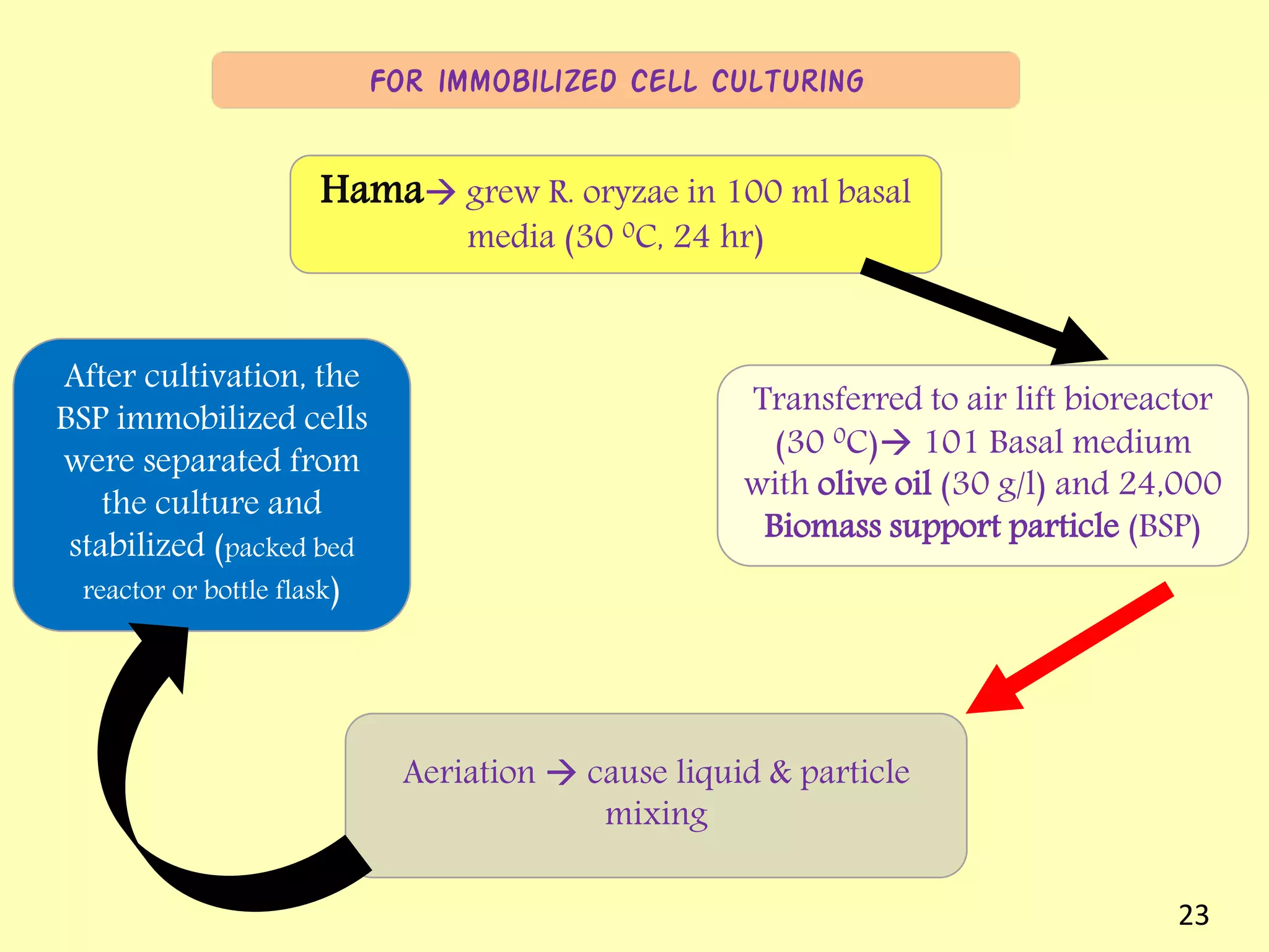Hama grew R. oryzae in 100 ml basal
media (30 0C, 24 hr)
For immobilized cell culturing
Transferred to air lift bioreactor
(30 0C) 101 Basal medium
with olive oil (30 g/l) and 24,000
Biomass support particle (BSP)
Aeriation  cause liquid & particle
mixing
After cultivation, the
BSP immobilized cells
were separated from
the culture and
stabilized (packed bed
reactor or bottle flask)
23
 