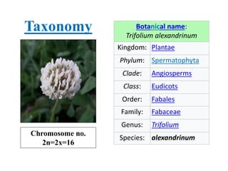 Botanical name:
Trifolium alexandrinum
Kingdom: Plantae
Phylum: Spermatophyta
Clade: Angiosperms
Class: Eudicots
Order: Fabales
Family: Fabaceae
Genus: Trifolium
Species: alexandrinum
Taxonomy
Chromosome no.
2n=2x=16
 