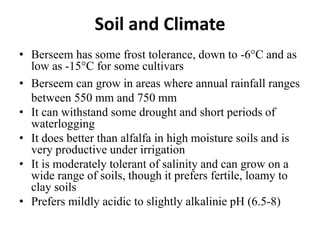 Soil and Climate
• Berseem has some frost tolerance, down to -6°C and as
low as -15°C for some cultivars
• Berseem can grow in areas where annual rainfall ranges
between 550 mm and 750 mm
• It can withstand some drought and short periods of
waterlogging
• It does better than alfalfa in high moisture soils and is
very productive under irrigation
• It is moderately tolerant of salinity and can grow on a
wide range of soils, though it prefers fertile, loamy to
clay soils
• Prefers mildly acidic to slightly alkalinie pH (6.5-8)
 