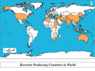 Berseem Producing Countries in World
 