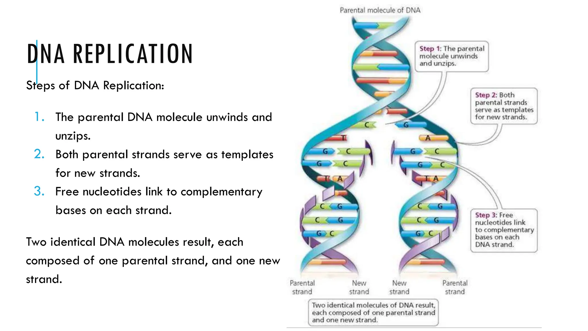 DNA REPLICATION
Steps of DNA Replication:
1. The parental DNA molecule unwinds and
unzips.
2. Both parental strands serve as templates
for new strands.
3. Free nucleotides link to complementary
bases on each strand.
Two identical DNA molecules result, each
composed of one parental strand, and one new
strand.
 