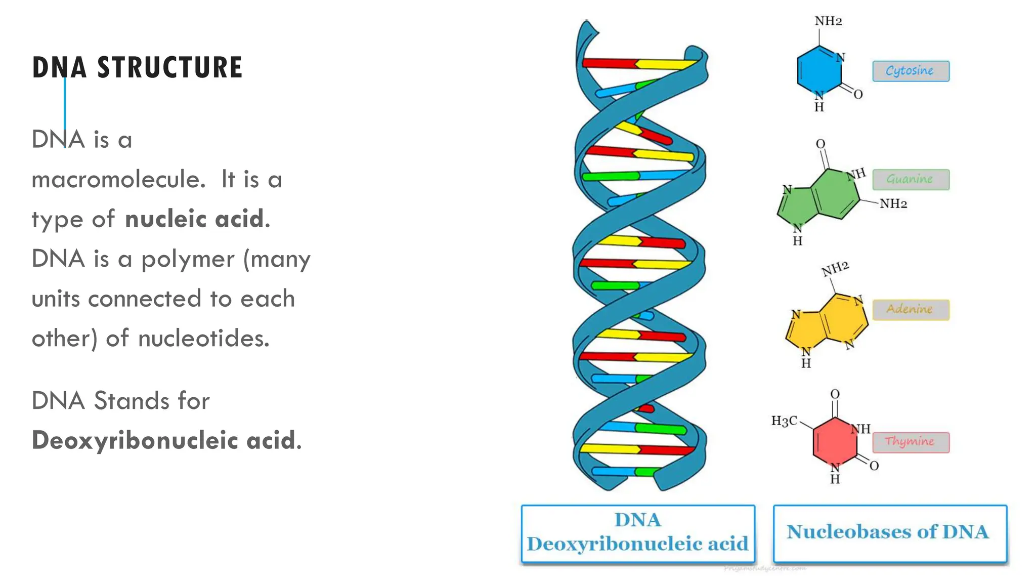 DNA STRUCTURE
DNA is a
macromolecule. It is a
type of nucleic acid.
DNA is a polymer (many
units connected to each
other) of nucleotides.
DNA Stands for
Deoxyribonucleic acid.
 