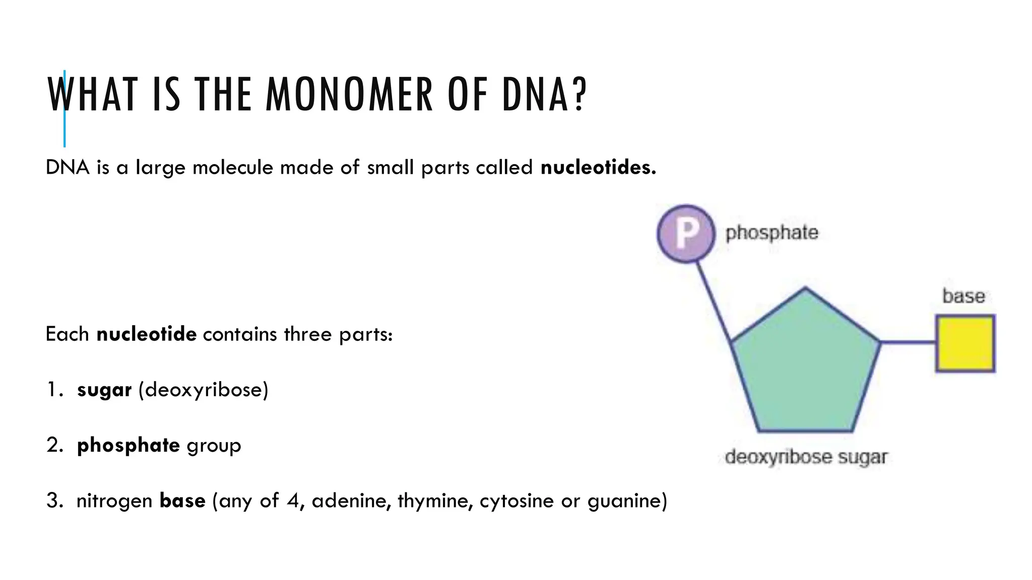WHAT IS THE MONOMER OF DNA?
DNA is a large molecule made of small parts called nucleotides.
Each nucleotide contains three parts:
1. sugar (deoxyribose)
2. phosphate group
3. nitrogen base (any of 4, adenine, thymine, cytosine or guanine)
 