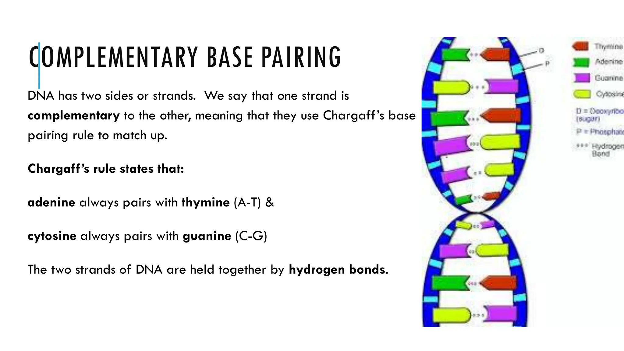COMPLEMENTARY BASE PAIRING
DNA has two sides or strands. We say that one strand is
complementary to the other, meaning that they use Chargaff’s base
pairing rule to match up.
Chargaff’s rule states that:
adenine always pairs with thymine (A-T) &
cytosine always pairs with guanine (C-G)
The two strands of DNA are held together by hydrogen bonds.
 