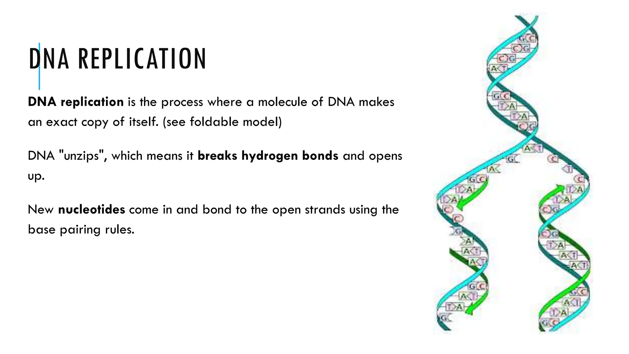 DNA REPLICATION
DNA replication is the process where a molecule of DNA makes
an exact copy of itself. (see foldable model)
DNA "unzips", which means it breaks hydrogen bonds and opens
up.
New nucleotides come in and bond to the open strands using the
base pairing rules.
 
