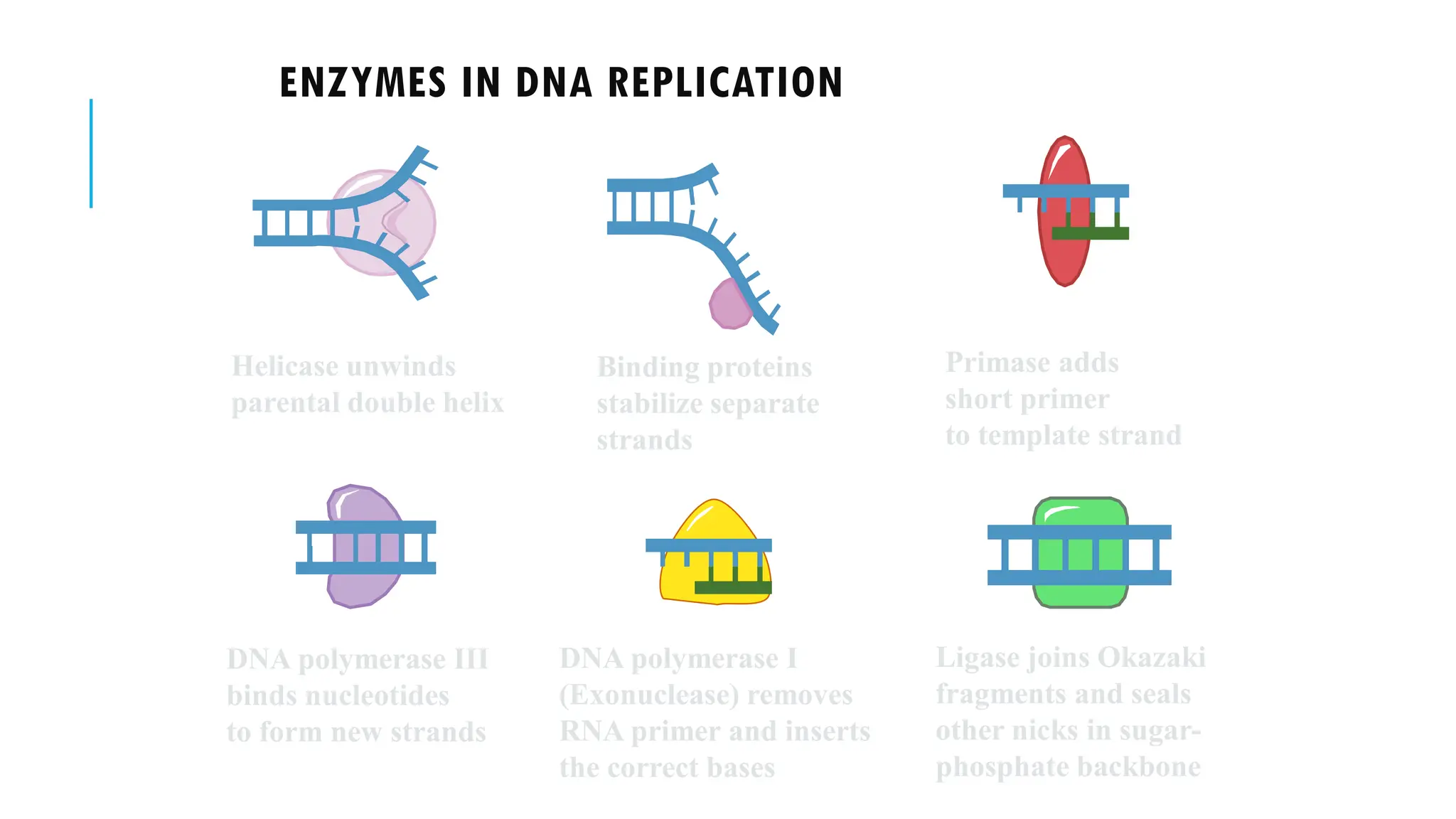 ENZYMES IN DNA REPLICATION
Helicase unwinds
parental double helix
Binding proteins
stabilize separate
strands
DNA polymerase III
binds nucleotides
to form new strands
Ligase joins Okazaki
fragments and seals
other nicks in sugar-
phosphate backbone
Primase adds
short primer
to template strand
DNA polymerase I
(Exonuclease) removes
RNA primer and inserts
the correct bases
 