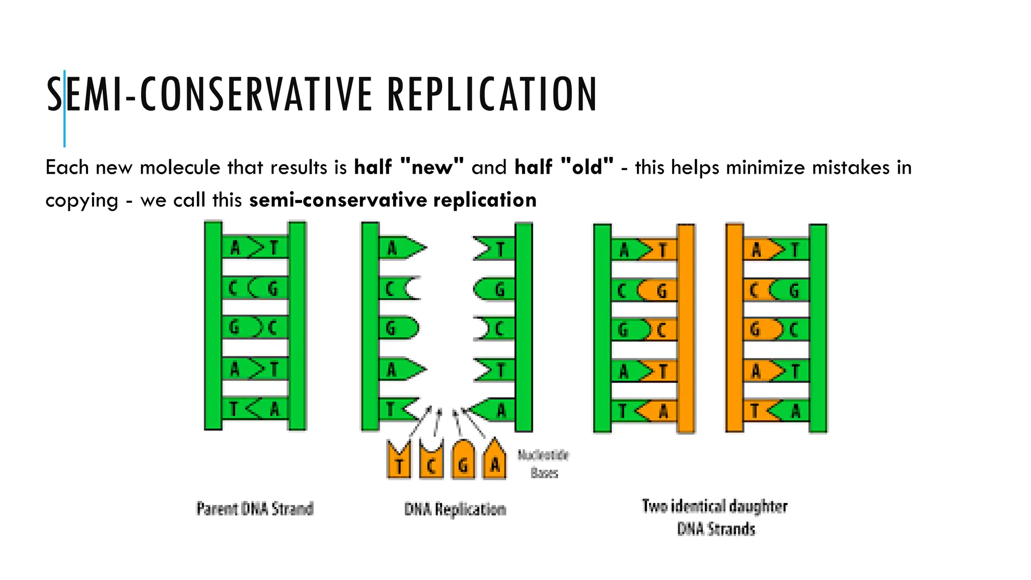 SEMI-CONSERVATIVE REPLICATION
Each new molecule that results is half "new" and half "old" - this helps minimize mistakes in
copying - we call this semi-conservative replication
 