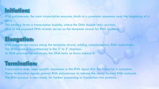 1. Initiation:
○ RNA polymerase, the main transcription enzyme, binds to a promoter sequence near the beginning of a
gene.
○ This binding forms a transcription bubble, where the DNA double helix unwinds.
○ One of the exposed DNA strands serves as the template strand for RNA synthesis.
2. Elongation:
○ RNA polymerase moves along the template strand, adding complementary RNA nucleotides.
○ The RNA product is synthesized in the 5’ to 3’ direction.
○ As RNA polymerase advances, the DNA helix re-forms behind it.
3. Termination:
○ Transcription ends when specific sequences in the RNA signal that the transcript is complete.
○ These termination signals prompt RNA polymerase to release the newly formed RNA molecule.
○ The RNA product is now ready for further processing or translation into proteins.
RNA polymerase, the main transcription enzyme, binds to a promoter sequence near the beginning of a
gene.
This binding forms a transcription bubble, where the DNA double helix unwinds.
One of the exposed DNA strands serves as the template strand for RNA synthesis.
RNA polymerase moves along the template strand, adding complementary RNA nucleotides.
The RNA product is synthesized in the 5’ to 3’ direction.
As RNA polymerase advances, the DNA helix re-forms behind it.
Transcription ends when specific sequences in the RNA signal that the transcript is complete.
These termination signals prompt RNA polymerase to release the newly formed RNA molecule.
The RNA product is now ready for further processing or translation into proteins
 