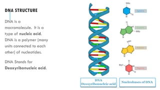DNA STRUCTURE
DNA is a
macromolecule. It is a
type of nucleic acid.
DNA is a polymer (many
units connected to each
other) of nucleotides.
DNA Stands for
Deoxyribonucleic acid.
 