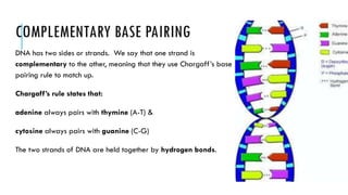 COMPLEMENTARY BASE PAIRING
DNA has two sides or strands. We say that one strand is
complementary to the other, meaning that they use Chargaff’s base
pairing rule to match up.
Chargaff’s rule states that:
adenine always pairs with thymine (A-T) &
cytosine always pairs with guanine (C-G)
The two strands of DNA are held together by hydrogen bonds.
 