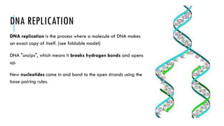 DNA REPLICATION
DNA replication is the process where a molecule of DNA makes
an exact copy of itself. (see foldable model)
DNA "unzips", which means it breaks hydrogen bonds and opens
up.
New nucleotides come in and bond to the open strands using the
base pairing rules.
 