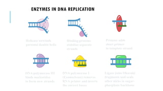 ENZYMES IN DNA REPLICATION
Helicase unwinds
parental double helix
Binding proteins
stabilize separate
strands
DNA polymerase III
binds nucleotides
to form new strands
Ligase joins Okazaki
fragments and seals
other nicks in sugar-
phosphate backbone
Primase adds
short primer
to template strand
DNA polymerase I
(Exonuclease) removes
RNA primer and inserts
the correct bases
 