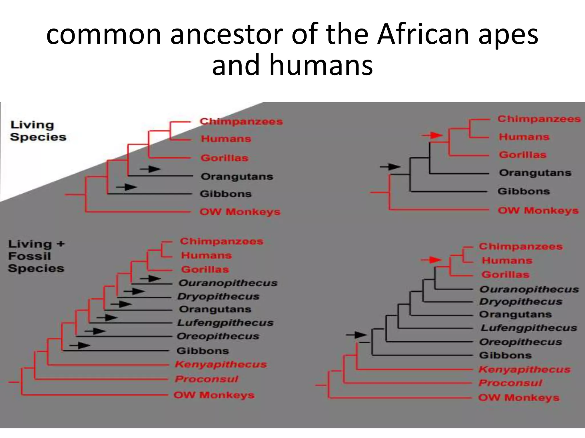 common ancestor of the African apes
and humans
 