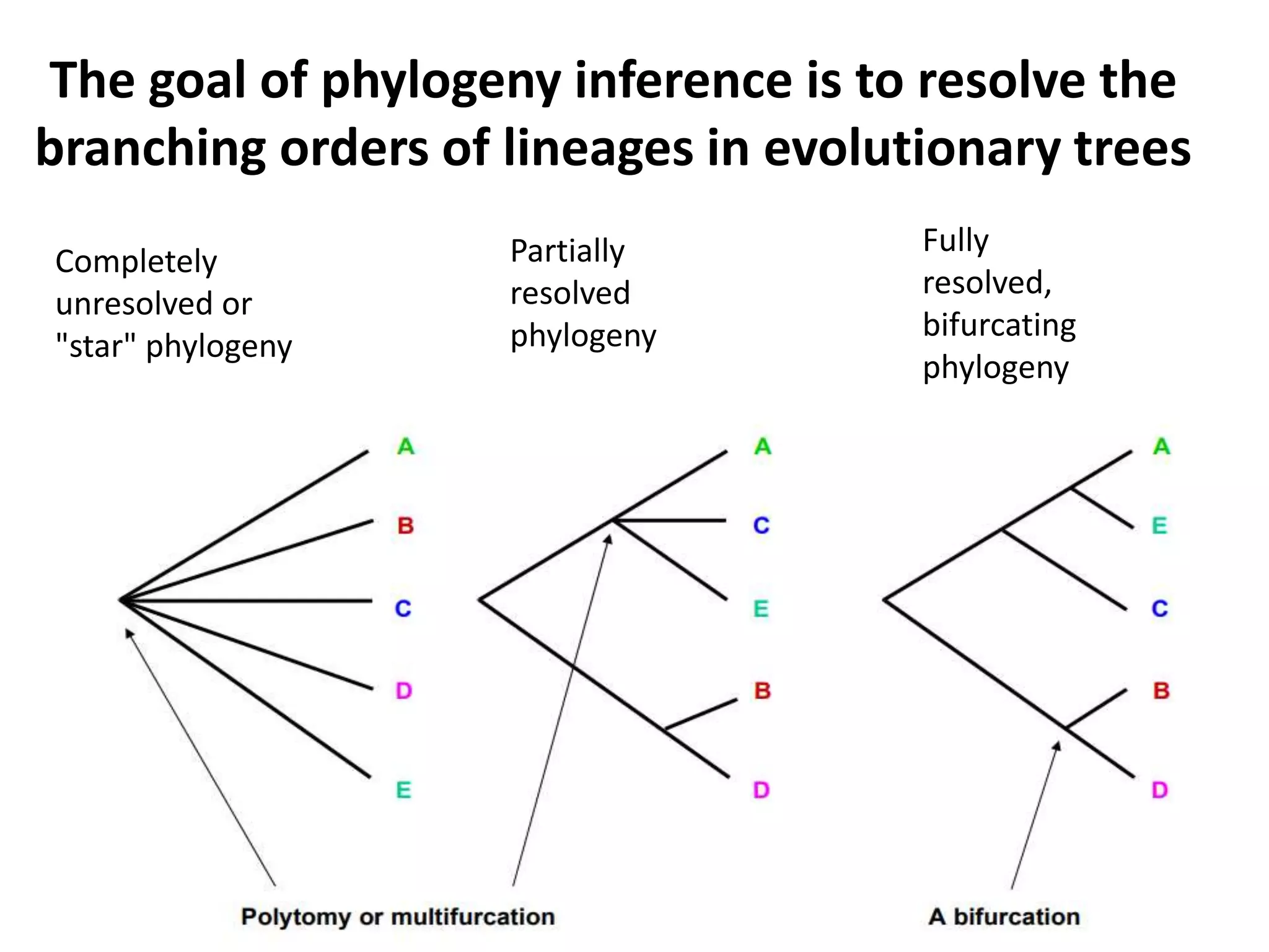 The goal of phylogeny inference is to resolve the
branching orders of lineages in evolutionary trees
Completely
unresolved or
"star" phylogeny
Partially
resolved
phylogeny
Fully
resolved,
bifurcating
phylogeny
 