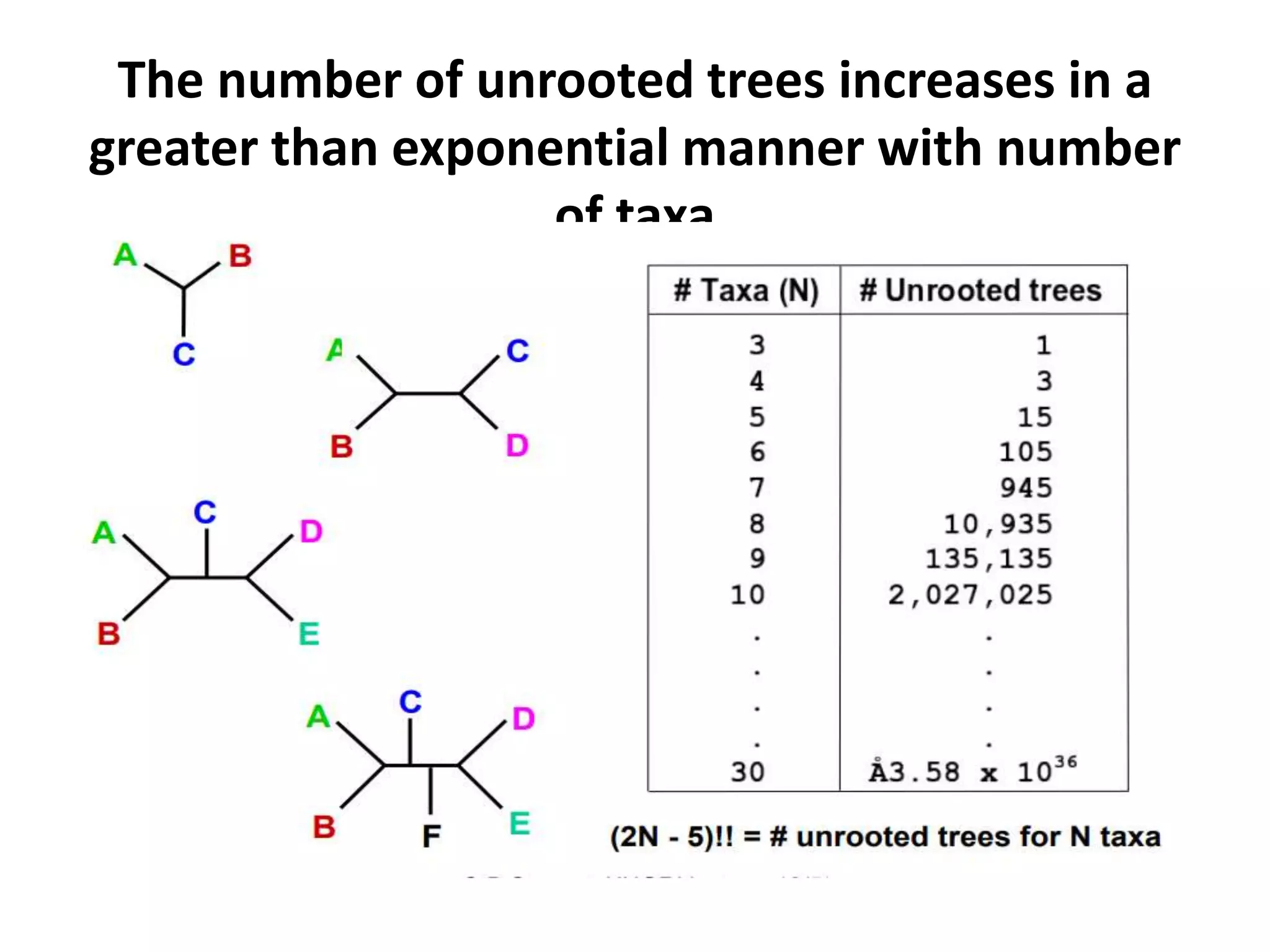The number of unrooted trees increases in a
greater than exponential manner with number
of taxa
 