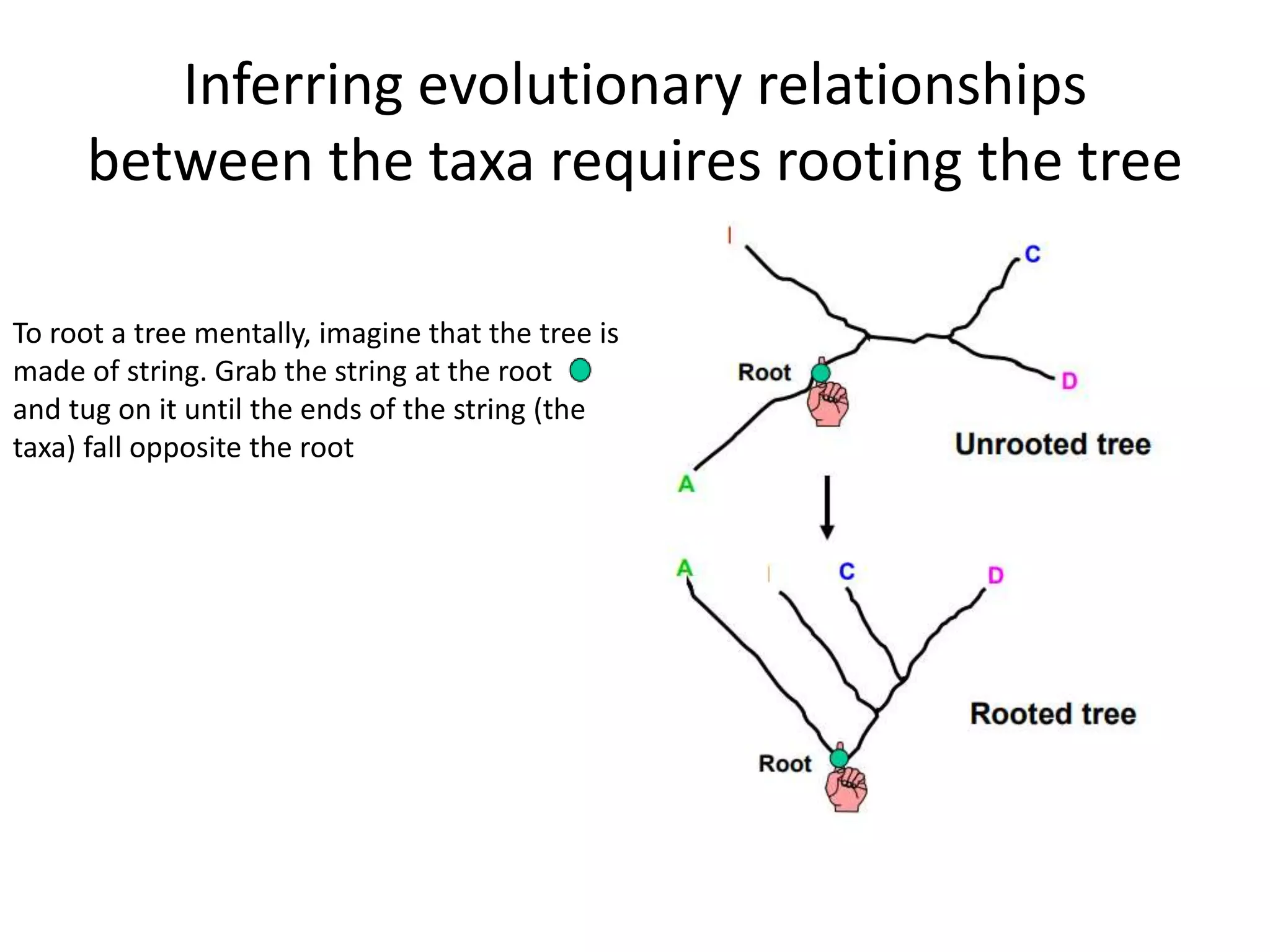 Inferring evolutionary relationships
between the taxa requires rooting the tree
To root a tree mentally, imagine that the tree is
made of string. Grab the string at the root
and tug on it until the ends of the string (the
taxa) fall opposite the root
 
