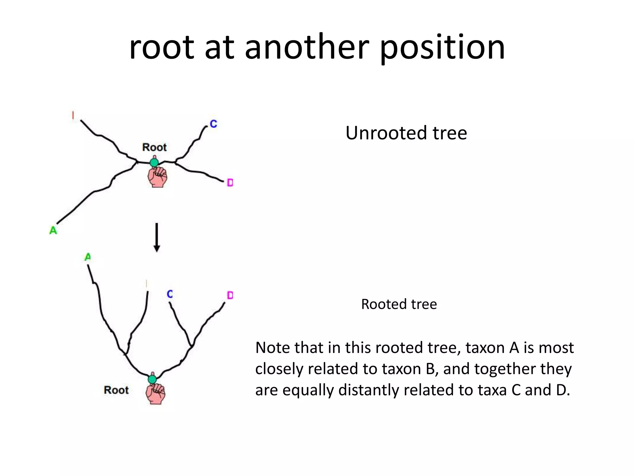 root at another position
Unrooted tree
Rooted tree
Note that in this rooted tree, taxon A is most
closely related to taxon B, and together they
are equally distantly related to taxa C and D.
 