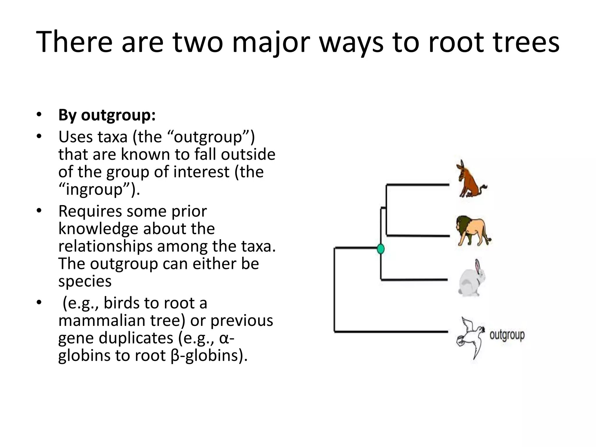 There are two major ways to root trees
• By outgroup:
• Uses taxa (the “outgroup”)
that are known to fall outside
of the group of interest (the
“ingroup”).
• Requires some prior
knowledge about the
relationships among the taxa.
The outgroup can either be
species
• (e.g., birds to root a
mammalian tree) or previous
gene duplicates (e.g., α-
globins to root β-globins).
 
