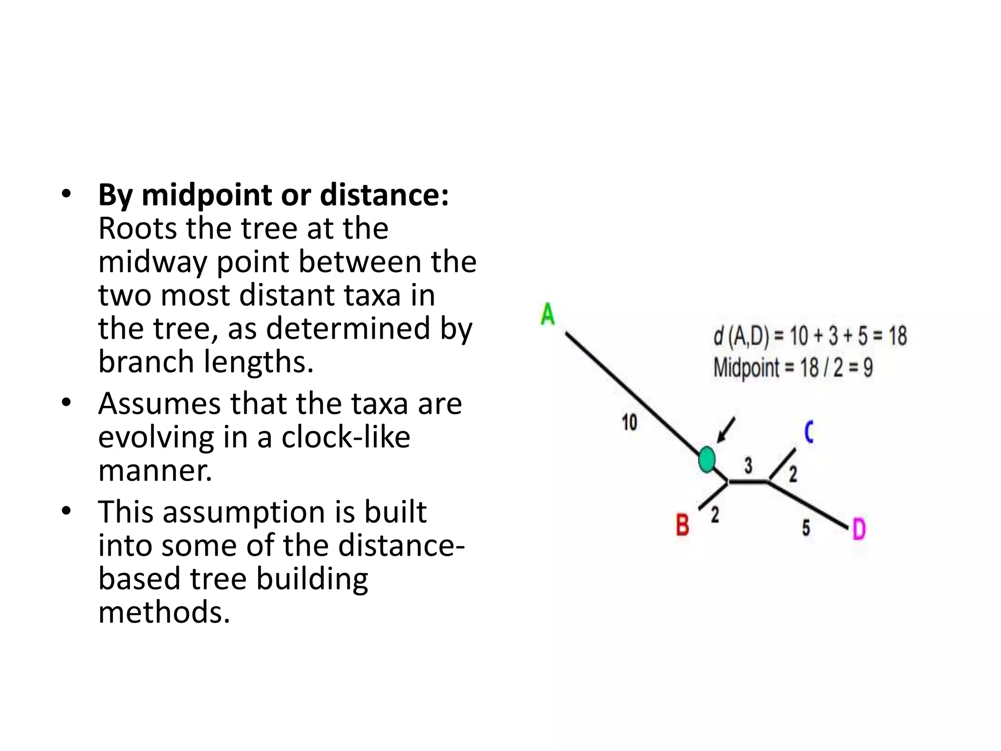 • By midpoint or distance:
Roots the tree at the
midway point between the
two most distant taxa in
the tree, as determined by
branch lengths.
• Assumes that the taxa are
evolving in a clock-like
manner.
• This assumption is built
into some of the distance-
based tree building
methods.
 