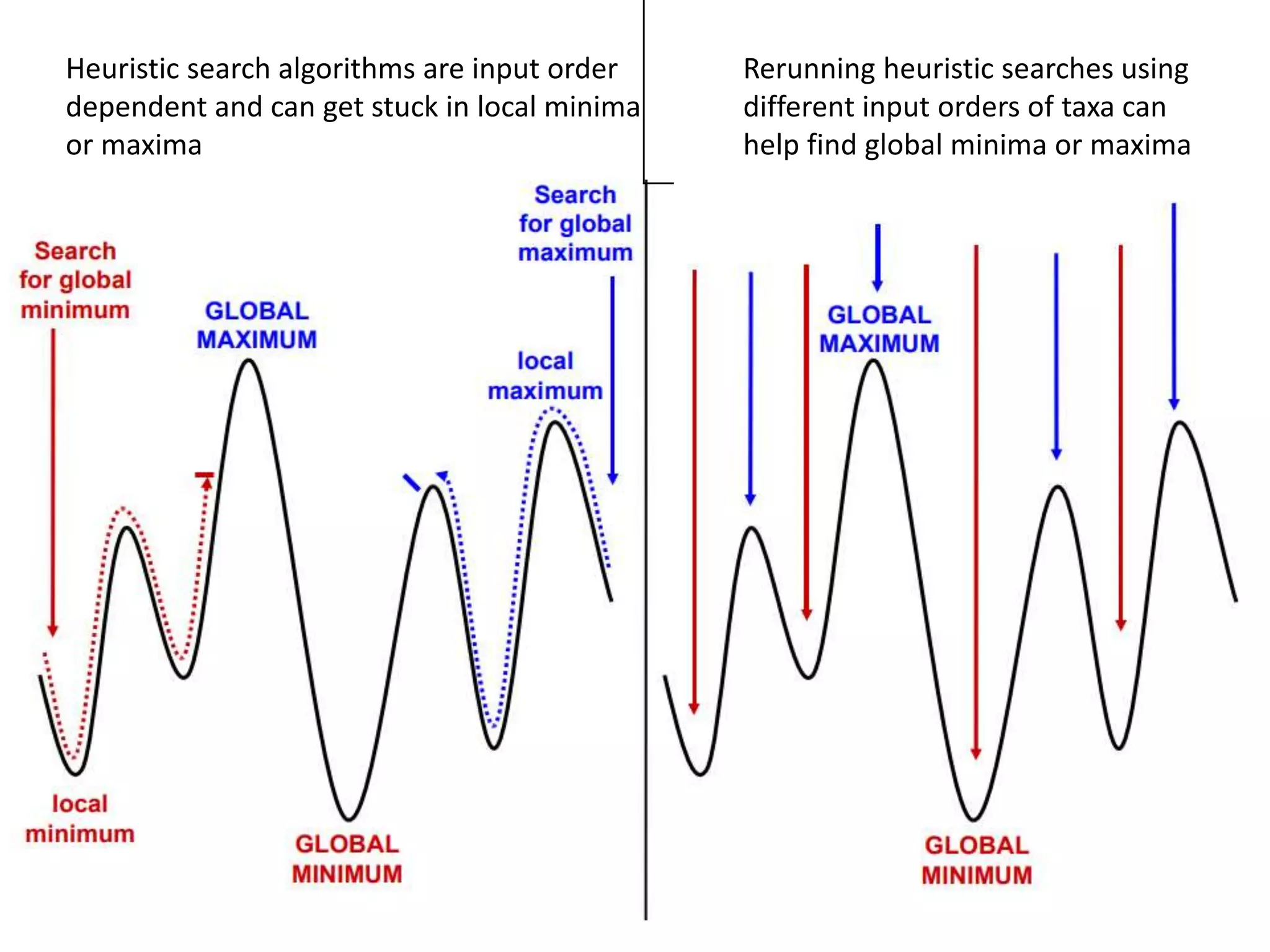 Heuristic search algorithms are input order
dependent and can get stuck in local minima
or maxima
Rerunning heuristic searches using
different input orders of taxa can
help find global minima or maxima
 