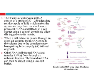  The 3′ ends of eukaryotic mRNA
consist of a string of 50 – 250 adenylate
residues (poly A Tail) which makes the
separation easy from the much more
prevalent rRNAs and tRNAs in a cell
extract using a column containing oligo-
dTs tagged onto its matrix.
 When a cell extract is passed through an
oligo-dT column, the mRNAs bind to
the column due to the complementary
base-pairing between poly (A) tail and
oligo-dT.
 Other RNAs (ribosomal RNAs and
transfer RNAs) flow through as
unbound fraction. The bound mRNAs
can then be eluted using a low-salt
buffer.
Isolation of mRNA using oligo-dT column
chromatography
 