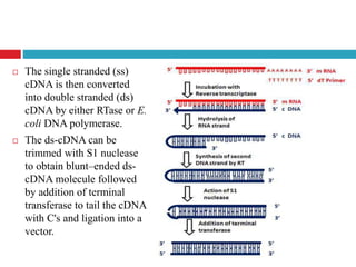 .
 The single stranded (ss)
cDNA is then converted
into double stranded (ds)
cDNA by either RTase or E.
coli DNA polymerase.
 The ds-cDNA can be
trimmed with S1 nuclease
to obtain blunt–ended ds-
cDNA molecule followed
by addition of terminal
transferase to tail the cDNA
with C's and ligation into a
vector.
 
